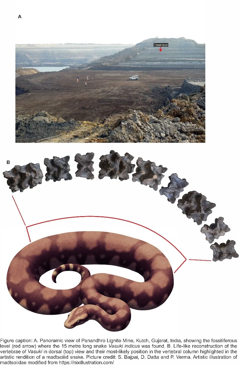 Fósil indio revela una monstruosa serpiente prehistórica