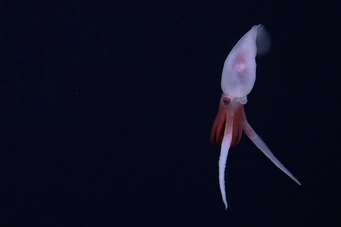 Descubren un gran monte submarino y 20 posibles nuevas especies cerca de la costa de Chile